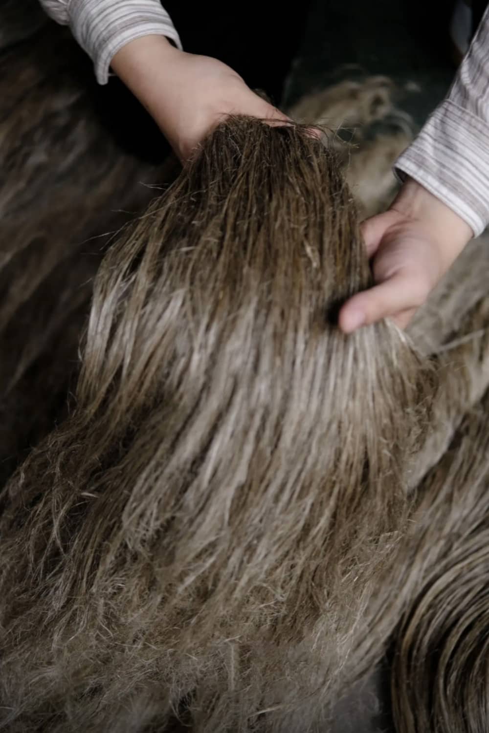 Raw flax fiber bundle hand-checked for quality closeup